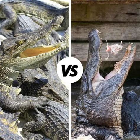 Alligator Vs Crocodile Vs Caiman Vs Gharial Updated