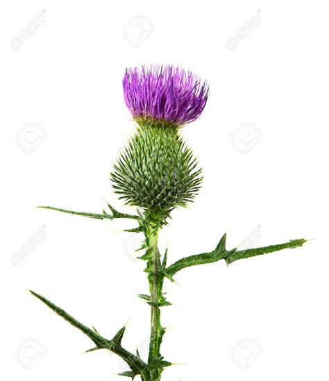 Thistle Flower Clipart Clipground
