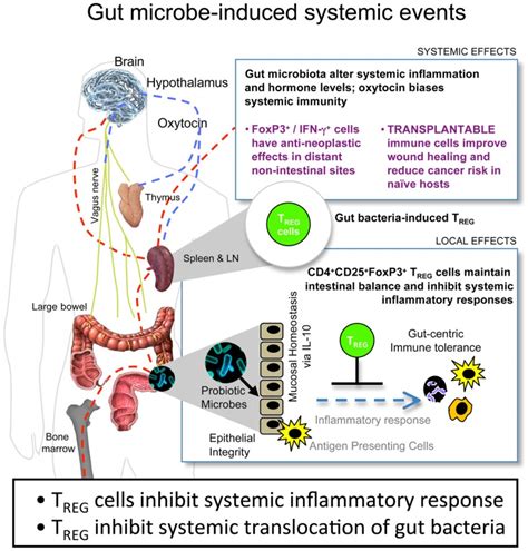 Gut Bacteriahost Crosstalk Is Continuous And Reciprocal In The Cancer