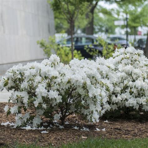 Buy Delaware Valley White Azalea Online Flowering Shrub Bay Gardens