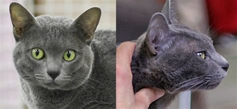 What Is The Difference Between Korat And Russian Blue Pediaacom