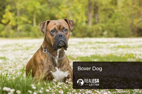 Boxer Dog Breed Profile Origin Personality Traits And Facts