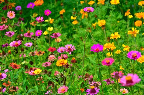 Free Images Flowers Flower Wildflowers Field Meadow Summer Wild