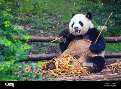 Giant Panda Eating Bamboo Lying Down On Wood In Chengdu Sichuan