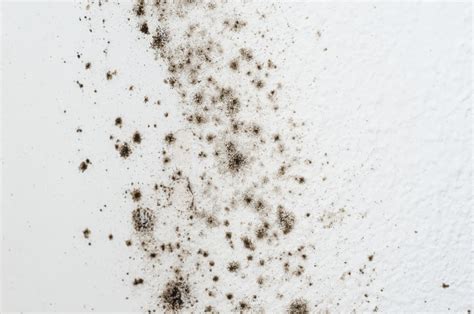 In cases of extensive mold damage, professional mold remediation. Black Mold Symptoms - How To Get Rid Of Black Mold ...