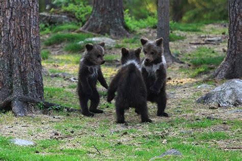 Three Bear Cubs Spotted Dancing In Fairytale Moment Captured In