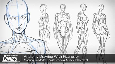 Anatomy Drawing With Figurosity Mannequin Model Construction And Muscle