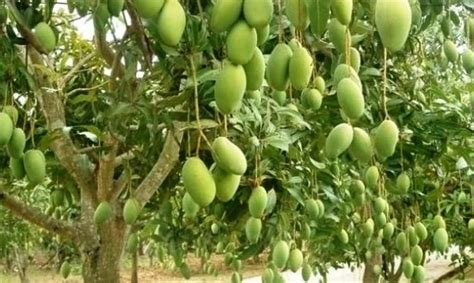 Hampir di seluruh dunia terdapat beraneka ragam tumbuhan yang hidup. Jelaskan Struktur Embrio Dikotil Dan Monokotil - Berbagai ...