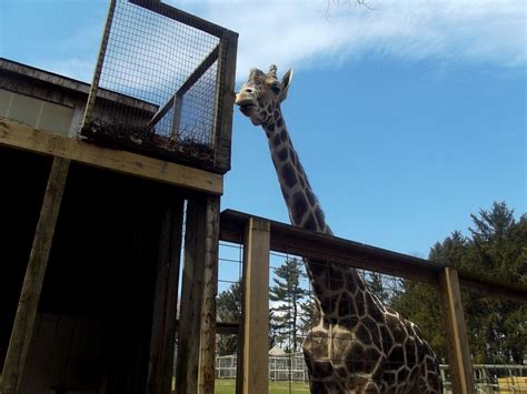 Saying Goodbye To Jimmie Giraffe At The Plumpton Park Zoo Flickr