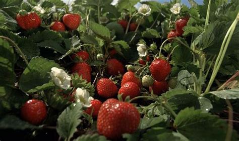 How To Care For Summer Fruiting Strawberries Uk
