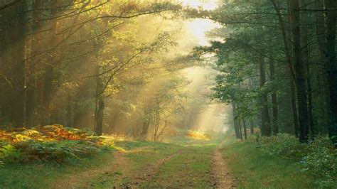 Roads Path Trail Tracks Nature Landscapes Trees Forest Plants Leaves