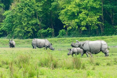 4 Must Visit National Parks In India For Wildlife Enthusiasts The