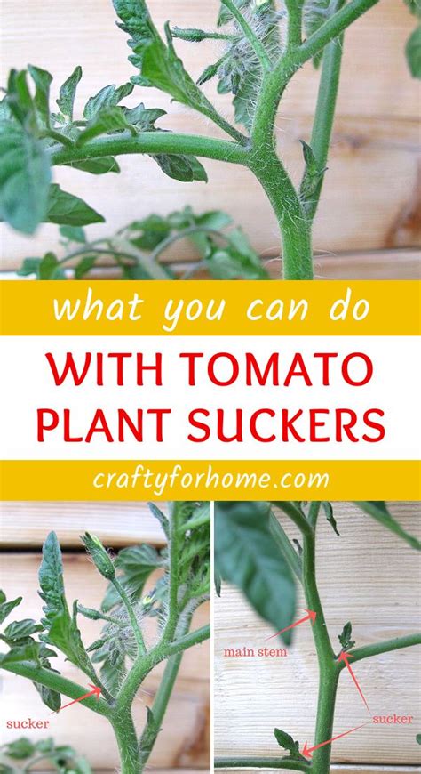 What To Do With Tomato Plant Suckers Plants Tomato Suckers Tomato