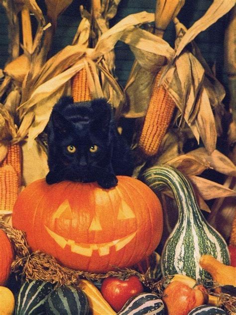 Black Cat Halloweenautumn Photo 🐈‍⬛🎃 🍂 Rcolorblack