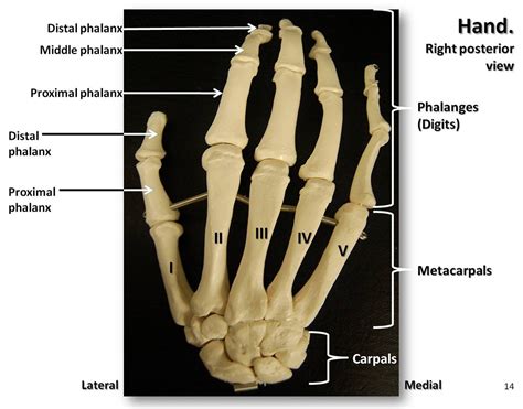 Bones Of The Hand Posterior View With Labels Appendicular Skeleton