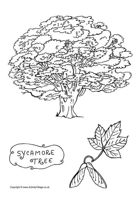 Zacchaeus free coloring pages more. Sycamore Tree Colouring Page | Tree coloring page ...