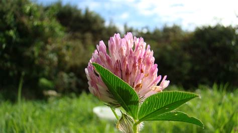 Red Clover Free Stock Photo Public Domain Pictures