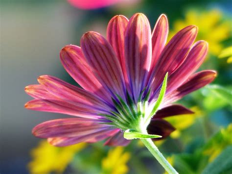 Cape Marguerite Flower Plant Free Photo On Pixabay