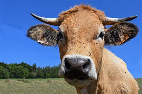 Cow Free Stock Photo Public Domain Pictures