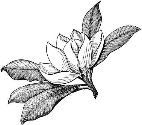 Collection of leaf images black and white (58) clip art black and white white marijuana leaf vector Magnolia Flower | ClipArt ETC