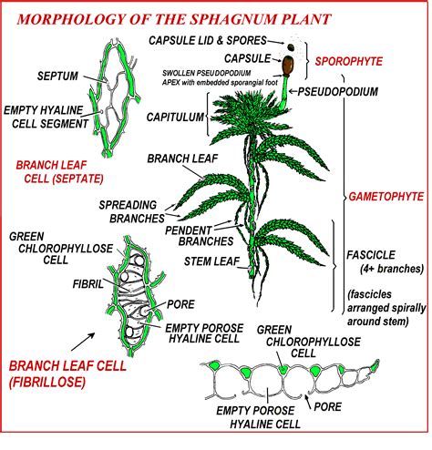 Sphagnum Morphology