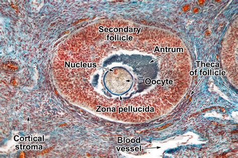 Cat Ovary Transverse Section 250X Cat Mammals Reproductive