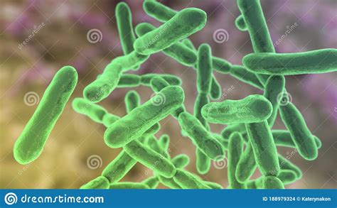 Bacteria Bifidobacterium Flora Normal Del Intestino Humano Stock De