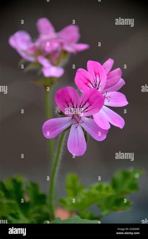 Scented Pelargonium Geranium Pink Capitatum Flowers Grown In The