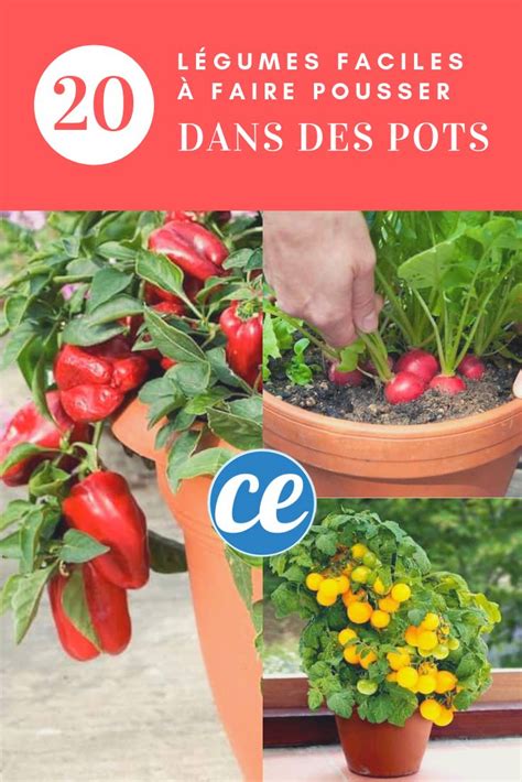Les 20 Légumes Les Plus Faciles à Faire Pousser En Pot Jardinage
