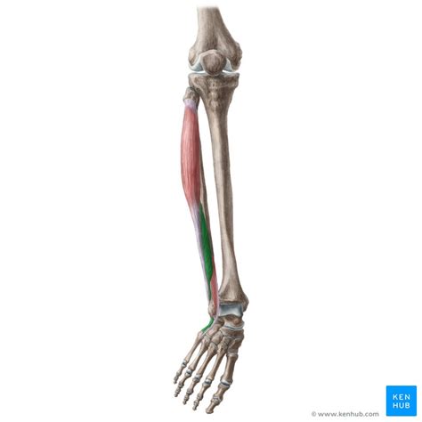 Fibular Longo E Curto
