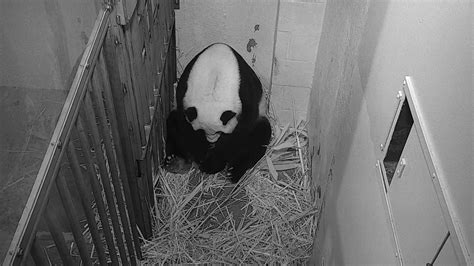 Smithsonian National Zoos Giant Panda Gives Birth Waer