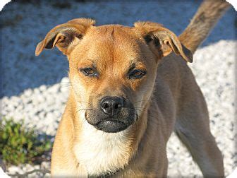 We are breeders of top of the line vizslas. Opus | Adopted Puppy | Indianapolis, IN | Pug/Jack Russell ...