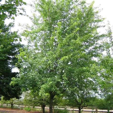 Acer x freemanii 'dtr 102'. Acer x freemanii Autumn Fantasy® ('DTR 102') (PP7655) from ...