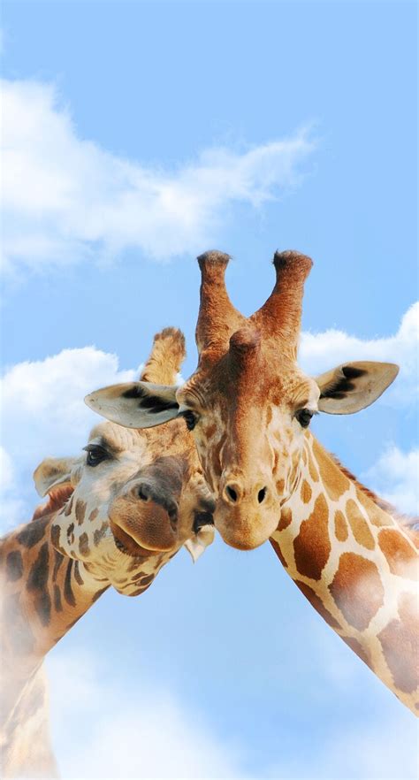 Pin By Michelle Kheder On Wallpapers Cute Giraffe Animal Wallpaper