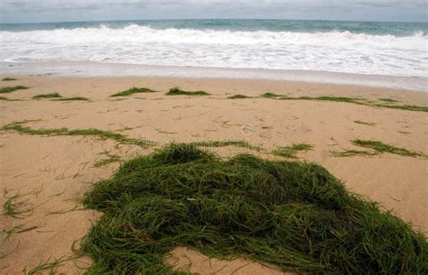 Sea Grass On Beach In The Caribbean Stock Image Image Of Adrift