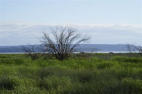 Skagit Wildlife Area Washington North Seattle Stock Image Image Of