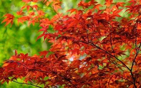 Download Wallpaper 3840x2400 Leaves Branches Maple Autumn 4k Ultra