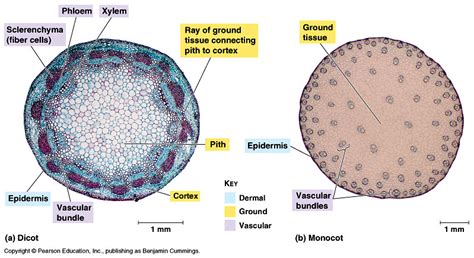 Stem Overview