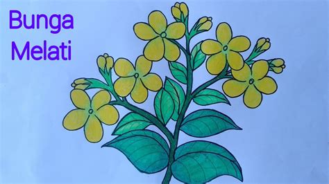 Cara Menggambar Bunga Melati Yang Mudah Menggambar Dan Mewarnai