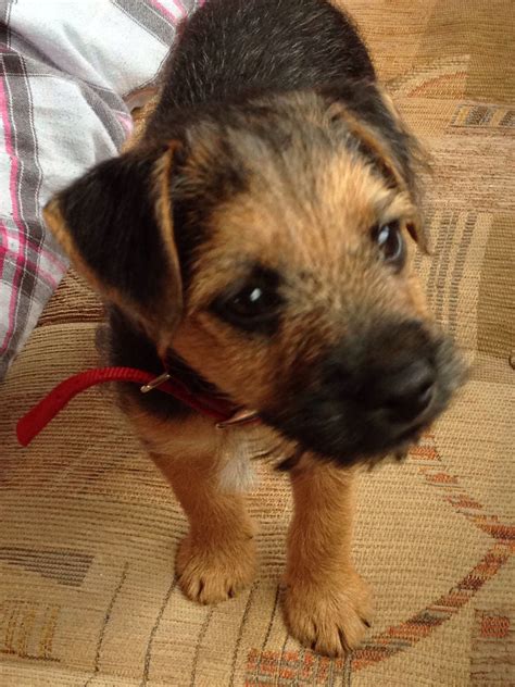 Why buy a lakeland terrier puppy for sale if you can adopt and save a life? Border terrier cross Lakeland | Patterdale terrier, Border ...