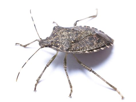 Stink Bug Halyomorpha Halys Extermination Marietta Athens