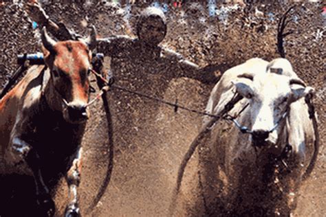 Manpaat sapi/kerbau selain untuk membantu membajak sawah adalah sebagai harta kekayaan / rojokoyo (bhs jawa). Sketsa Gambar Petani Membajak Sawah Dengan Kerbau - Info Terkait Gambar