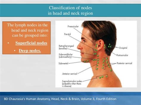 Assessing Lymph Nodes In Neck