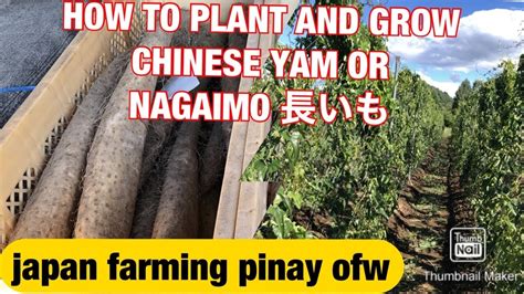 How To Plant And Grow Chinese Yam 2021 Nagaimo In Japan にぽんながいも