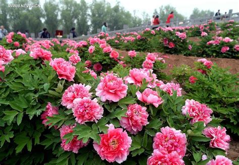 Peony Flowers Seen In Luoyang Central China 5 5 Headlines Features Photo And Videos From