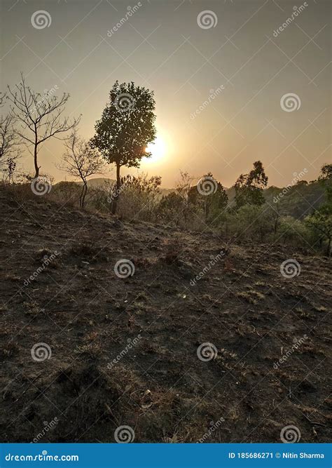 One Tree In Forest Stock Image Image Of Wall Yellow 185686271