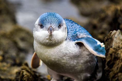 Blue Penguins Are The Smallest Type Of Penguin Adults Reach Only 12