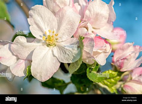 Apple Blossom Buds Stock Photo Royalty Free Image 102894337 Alamy