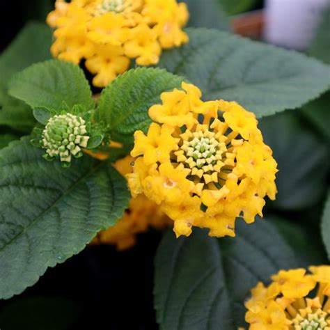 Yellow Lantana Plants For Sale Garden Goods Direct
