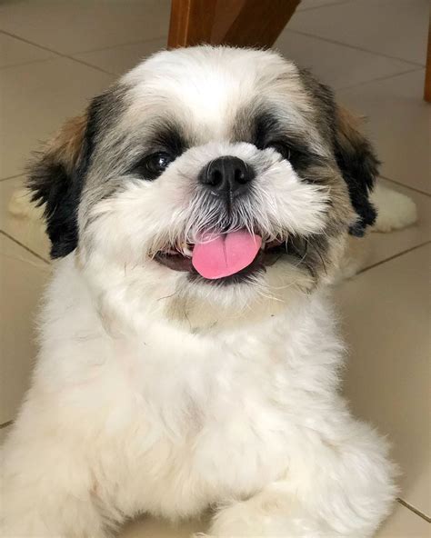 14 Fluffy Facts About Adorable Shih Tzu Petpress